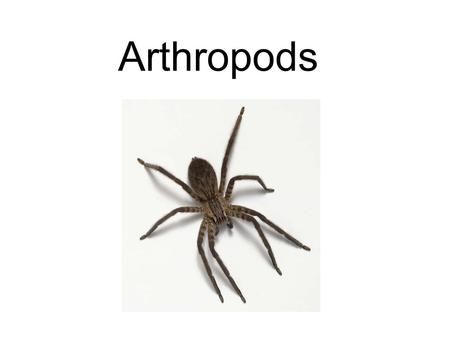 Arthropods. Main Characteristics Jointed appendages Segmented body Exoskeleton (skeleton on outside) Mandibles – chewing mouthparts Metamorphosis ( egg.