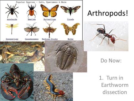 Arthropods! Do Now: 1.Turn in Earthworm dissection.