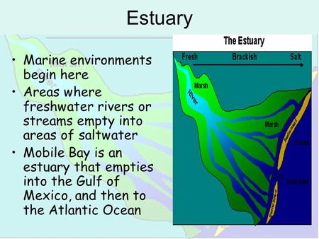 Estuary Marine environments begin here Areas where freshwater rivers or streams empty into areas of saltwater Mobile Bay is an estuary that empties into.