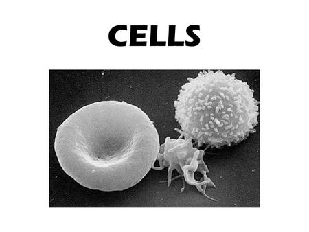 CELLS. What is a Cell? Cells are small compartments that hold all of the biological equipment necessary to keep an organism alive and successful on Earth.