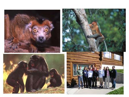Primate Suborders Figure 10.1: Summary of traditional primate classification.