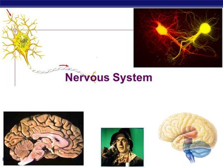 PreAp Biology Nervous System. PreAp Biology Why do animals need a nervous system?  What characteristics do animals need in a nervous system?  fast 