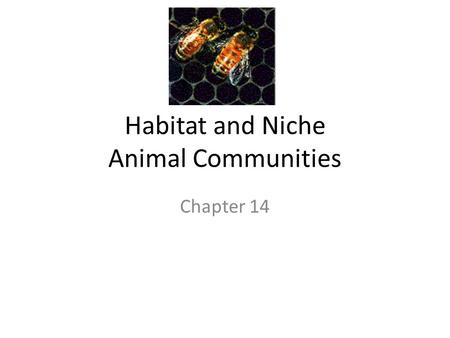 Habitat and Niche Animal Communities Chapter 14. KEY CONCEPT Every organism has a habitat and a niche.