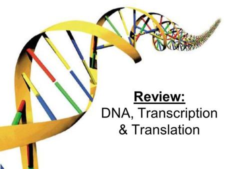 Review: DNA, Transcription & Translation