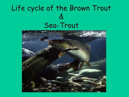 Life cycle of the Brown Trout & Sea-Trout