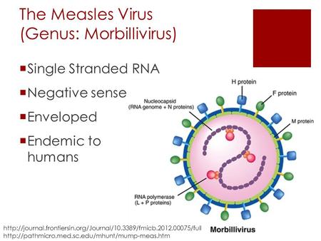 The Measles Virus (Genus: Morbillivirus)