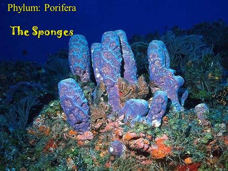 Phylum: Porifera The Sponges Fig. 12.CO.