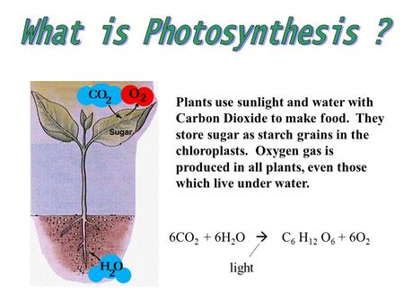What is Photosynthesis ?