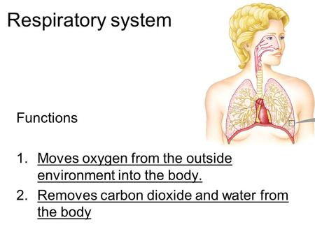 Respiratory system Functions 1.Moves oxygen from the outside environment into the body. 2.Removes carbon dioxide and water from the body.