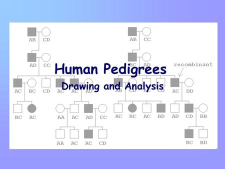 Human Pedigrees Drawing and Analysis.