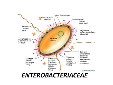download Intracellular pathogens II : Rickettsiales
