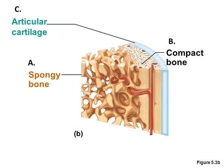 Figure 5.3b Compact bone Spongy bone Articular cartilage (b) A. B. C.