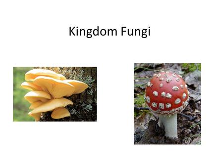 Kingdom Fungi. What are some fungi Molds Lichens Mushrooms.