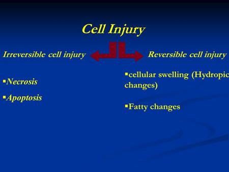 Reversible cell injury  cellular swelling (Hydropic changes)  Fatty changes Irreversible cell injury  Necrosis  Apoptosis Cell Injury.