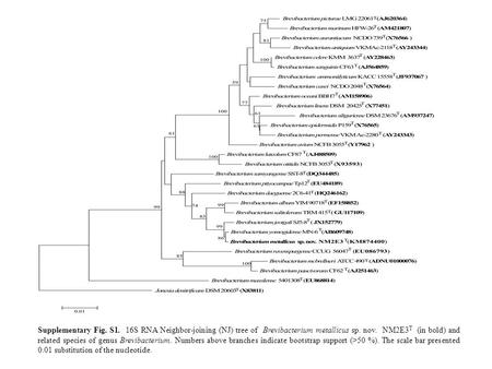 Supplementary Fig. S1. 16S RNA Neighbor-joining (NJ) tree of Brevibacterium metallicus sp. nov. NM2E3 T (in bold) and related species of genus Brevibacterium.