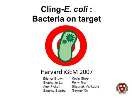 Cling-E. coli : Bacteria on target Harvard iGEM 2007 Ellenor Brown Stephanie Lo Alex Pickett Sammy Sambu Kevin Shee Perry Tsai Shaunak Vankudre George.