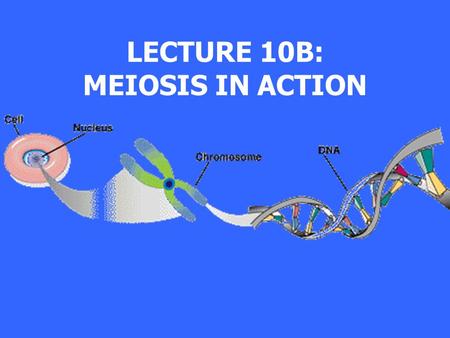 LECTURE 10B: MEIOSIS IN ACTION. first meiotic division: prophase: leptotene normaltrisomy 21 chromosome 21 other chromosomes © 2003 H. NUMABE M.D.