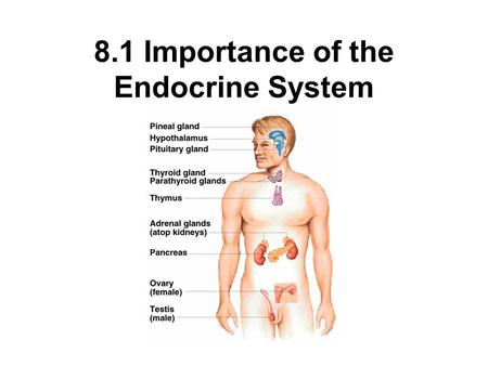 8.1 Importance of the Endocrine System