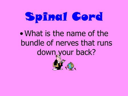 Spinal Cord What is the name of the bundle of nerves that runs down your back?