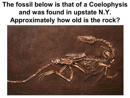 The fossil below is that of a Coelophysis and was found in upstate N.Y. Approximately how old is the rock?