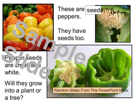 These are peppers. They have seeds too. Pepper seeds are small and white. Will they grow into a plant or a tree? seeds Sample Slide Random Slides From.
