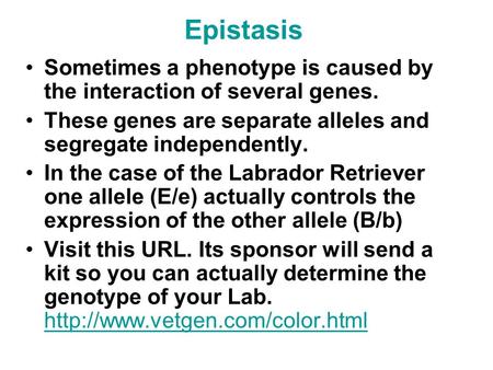 Epistasis Sometimes a phenotype is caused by the interaction of several genes. These genes are separate alleles and segregate independently. In the case.