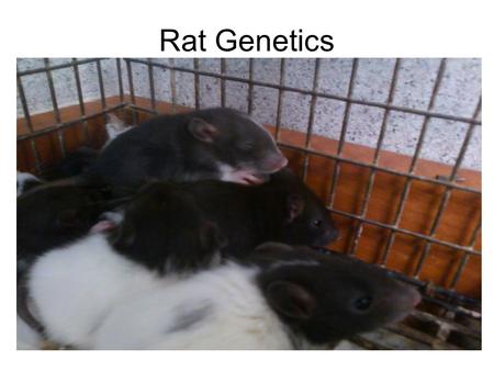 Rat Genetics.