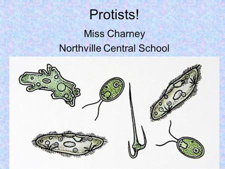 Protists! Miss Charney Northville Central School.