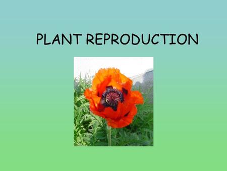 PLANT REPRODUCTION. Plants Reproductive Structures Cones: Gymnosperms –Female cones contain the ovules which contains the egg cell –Male cones contain.