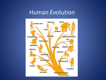 Human Evolution. Mammal Characteristics Produce milk for young Hair Differentiated teeth Embryos develop inside and gain nutrients from the mother (placentals)