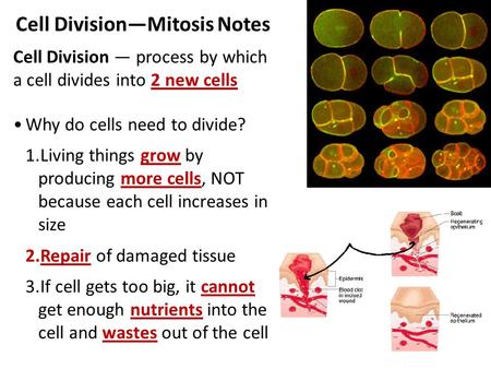 Cell Division—Mitosis Notes Cell Division — process by which a cell divides into 2 new cells Why do cells need to divide? 1.Living things grow by producing.
