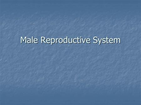 Male Reproductive System. Before we begin… We need to be mature and respectful during this unit… We need to be mature and respectful during this unit…