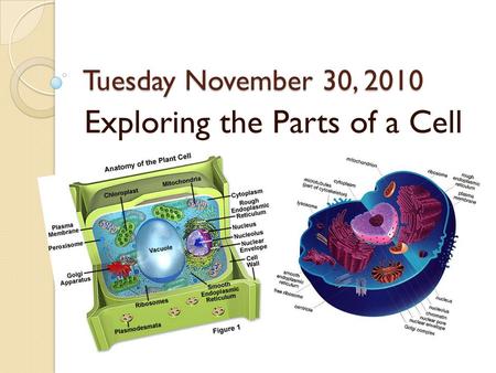 Tuesday November 30, 2010 Exploring the Parts of a Cell.