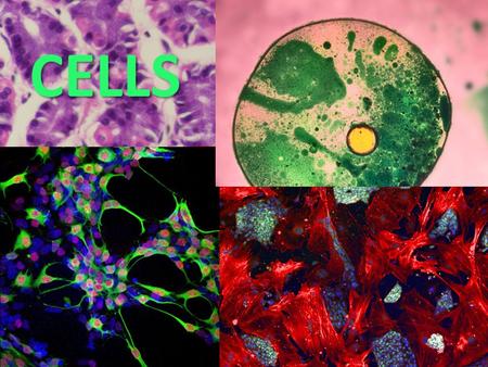CELLS. Cell The basic unit of structure and function of all living things.