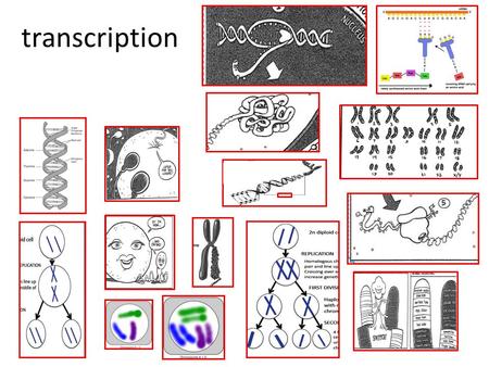 Transcription. DNA Protein Gametes Fertilization.