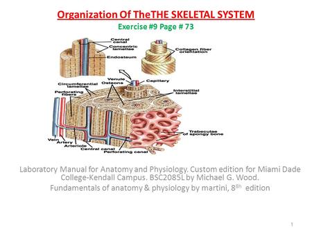 Organization Of TheTHE SKELETAL SYSTEM Exercise #9 Page # 73 Laboratory Manual for Anatomy and Physiology. Custom edition for Miami Dade College-Kendall.