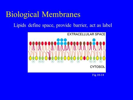 Biological Membranes Fig 10-14 Lipids define space, provide barrier, act as label.