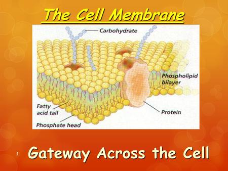 The Cell Membrane 1 Gateway Across the Cell. Functions of Plasma Membrane 2  Protective barrier Regulate transport in & out of cell (selectively permeable)