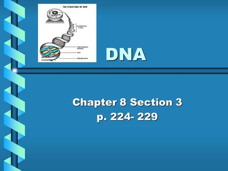 DNA Chapter 8 Section 3 p. 224- 229. A. DNA A Chemical that contains the information that an organism needs to grow and functionA Chemical that contains.