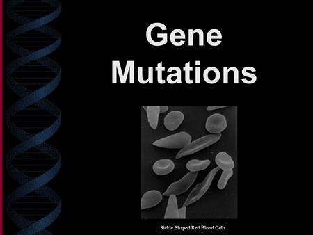 Gene Mutations Sickle Shaped Red Blood Cells. What is a gene mutation? Mutations are changes in genetic material – changes in DNA code – thus a change.
