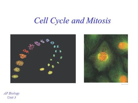 Cell Cycle and Mitosis AP Biology Unit 3 Cell Cycle Cell Cycle = the entire cycle of a cell from one division to the next –Interphase (G1, S, G2) = between.