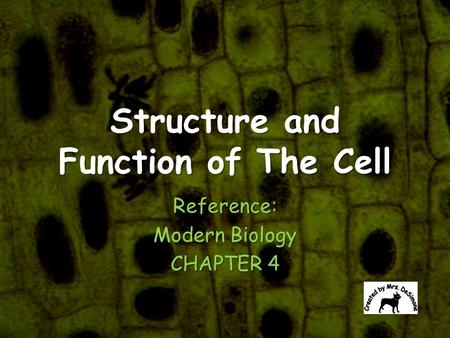 Structure and Function of The Cell Reference: Modern Biology CHAPTER 4.