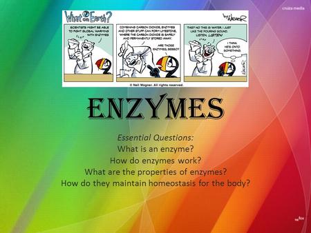 Enzymes Essential Questions: What is an enzyme? How do enzymes work? What are the properties of enzymes? How do they maintain homeostasis for the body?
