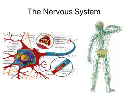 The Nervous System. Nervous System Nervous System: Collects information, processes, and responds to internal and external environment –Quick, short term.