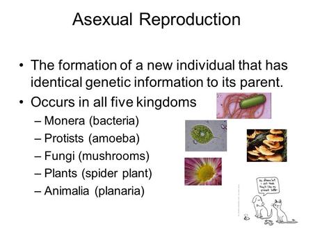 Asexual Reproduction The formation of a new individual that has identical genetic information to its parent. Occurs in all five kingdoms –Monera (bacteria)