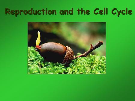 Reproduction and the Cell Cycle. Reproduction The creation of a new organism by one or more “parent” organisms.