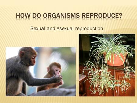 Sexual and Asexual reproduction. A type of reproduction that involves only one parent and produces offspring that are genetically identical to the parent.