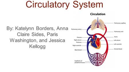 Circulatory System By: Katelynn Borders, Anna Claire Sides, Paris Washington, and Jessica Kellogg.