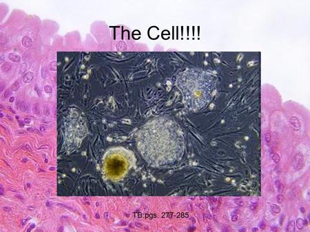 The Cell!!!! TB:pgs. 277-285.