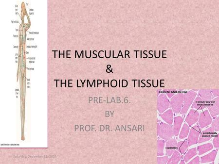 THE MUSCULAR TISSUE & THE LYMPHOID TISSUE PRE-LAB.6. BY PROF. DR. ANSARI Saturday, December 12, 2015.